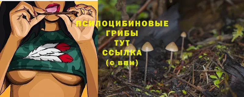 где купить наркотик  Елизово  Галлюциногенные грибы MAGIC MUSHROOMS 